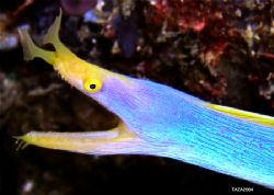 Blue Ribbon Eel. Lobster Wall, Mabul Island, Malaysia. by Mohd Murtaza 